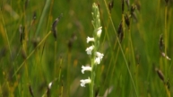 Glücks-Widderchen (Zygaena fausta