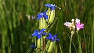 Schlauch-Enzian (Gentiana utriculosa)