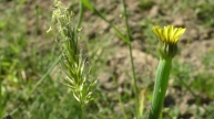 Lämmersalat (Arnoseris minima)