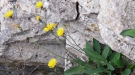 Arnolds Habichtskraut (Hieracium wiesbaurianum subsp. arnoldianum)
