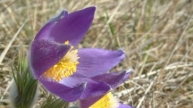 Finger-Kuhschelle (Pulsatilla patens)