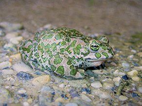Eine grüngemusterte Kröte sitzt auf einem steinigen Untergrund