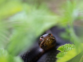 Aus einem verschwommenen grünen Blättermeer blickt eine Kreuzotter den Betrachter an. Zu sehen ist nur der Kopf der Schlange.