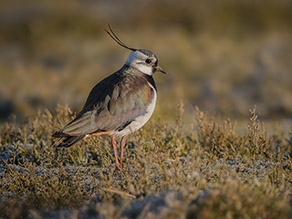Ein Vogel mit charakteristischem Federschmuck am Hinterkopf, der sogenannten Federholle.