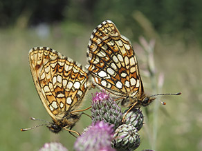 Zwei braun-weiß-schwarz gemusterte Schmetterlinge sitzen auf einer Distel.