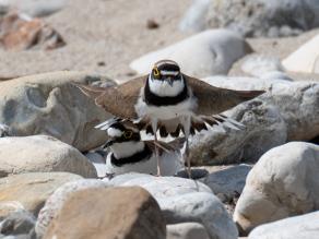 Zwischen Geröll und Sand sitzt ein schwarz-weiß-braunes Vogelweibchen, daneben breitet ein Männchen auffällig sein Gefieder aus