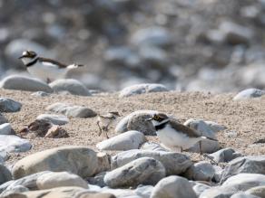 im Kies, zwischen Geröll, zwei Altvögel mit auffälliger schwarz-weiß-brauner Farbgebung und Jungvögel