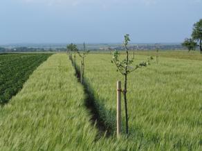 Obstbäume