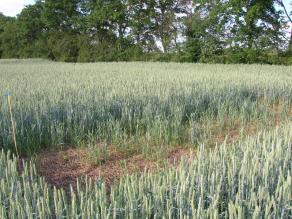 Anbaufreie Flächen in Getreidefeld