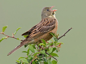 Ortolanmännchen