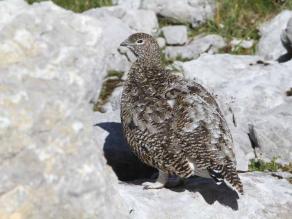 Alpenschneehuhn Henne