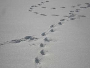 Fuchsspur trifft auf Birkhuhnspur