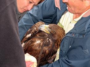 Ein Sender wird dem Adler angepasst.