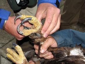 Ein Aluring der Vogelwarte Radolfzell wird am Bein befestigt.
