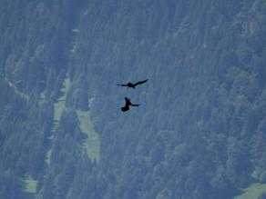 Mit geschickten Ausweichmanövern wehrt unser Adler-Weibchen die Angriffe ab.