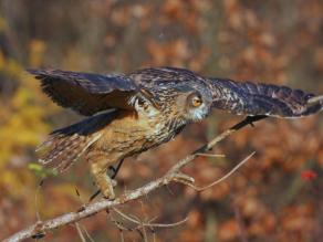 Uhu-Altvogel beim Start