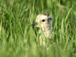 Die Zukunft des Großen Brachvogels in Bayern hängt maßgeblich vom Bruterfolg ab; Foto: Josef Limberger