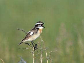 Nicht jedes singende Braunkehlchen brütet auch in Bayern; Foto: Holger Duty