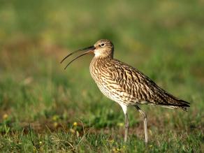 Der Große Brachvogel ist die Leitart des Wiesenbrüterschutzes in Bayern; Foto: Josef Limberger