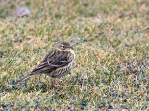 Wiesenpieper gehören zu den unauffälligsten Vögeln bayerischer Wiesen; Foto: Heiko Liebel