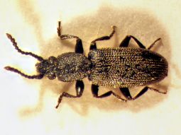 Käfer Airaphilus elongatus