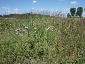 Wiesenbrüterlebensraum