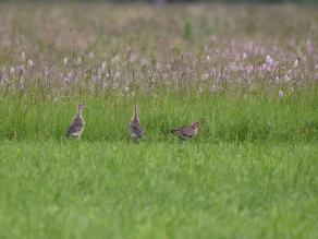 Uferschnepfenfamilie, ein Altvogel und zwei Jungvögel.