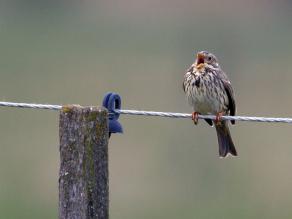 Die Grauammer erreichte nicht nur im Wiesmet sondern auch bayernweit den höchsten Bestand seit 1980