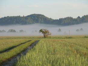 Feuchtwiesenlandschaft im Wiesenbrütergebiet Murnauer Moos