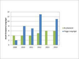 Balkengrafik Anzahl Brutpaare - Jahr (Brutbestand/Flügge Jungvögel): 2009 (4/2), 2010 (4/8), 2011 (4/7), 2012 (5/13), 2013 (6/0), 2014 (6/11).