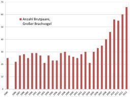 Balkengrafik Anzahl Brutpaare Großer Brachvogel: Werte von 1980 bis 2013. Beginnend 1980 mit 25 Brutpaaren und Schwandkungen bis 2005 zwischen 20 und 30 Brutpaaren, stieg die Anzahl stetig auf 65 Brutpaare im Jahr 2013 an.