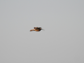 Großer Brachvogel im Flug