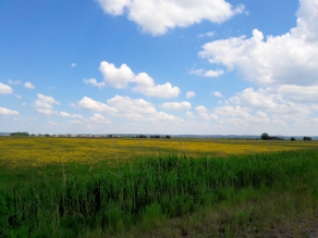 Offene Wiesenlandschaft