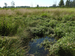 Überschwemmte Stelle in einer Wiese