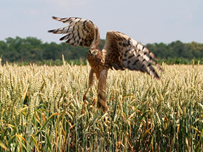 Auffliegende Wiesenweihe