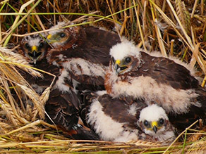 Jungvögel in einem Getreidefeld