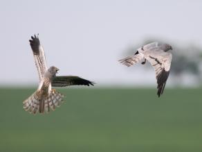 Zwei Wiesenweihen im Revierkampf über einem Feld