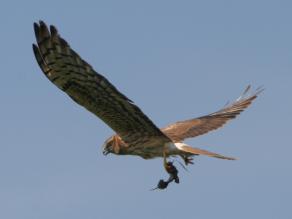 Fliegende Wiesenweihe