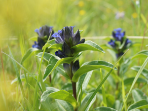 Nahaufnahme eines Kreuz-Enzians mit seinen vierzähligen blauen Blüten.