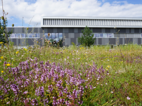 Im Vordergrund blüht der Thymian violett, im Hintergrund befindet sich das Laborgebäude des Landesamt für Umwelt.