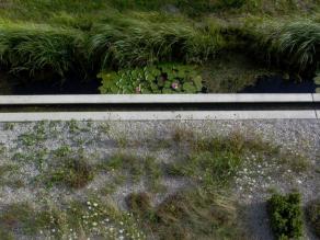 Trockenstandorte, Nass- und Feuchtstandorte entlang der Regenwasserrinnen in enger Verzahnung