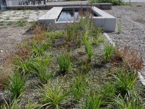 Wasserbecken und Sumpfbeet als Elemente der Regenwasserbewirtschaftung am Labor-Neubau