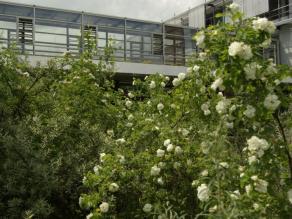 Weißblühende Wildrosen und Sanddorngebüsch am Gebäude