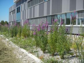 Sumpfbecken mit Blutweiderich am Labor-Neubau