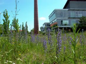 Natternkopf-Blüte in der Wiese beim Hauptzugang des LfU