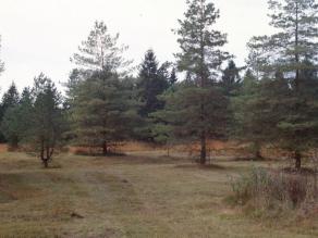Königsbrunner Heide mit Kiefern