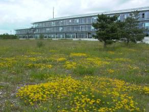 Magerrasen im südlichen Bereich vor Errichtung des Neubaus