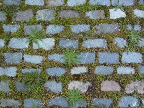 Fugenvegetation zwischen Granitgroßpflaster