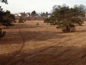 Blick in die Dürrenast-Heide in der Nähe des LfU