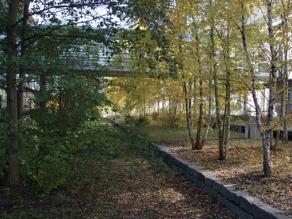 Blick in den von Birken dominierten Innenhof mit einer hohen Standortvielfalt durch kleinräumigen Wechsel von Licht und Bodenverhältnissen